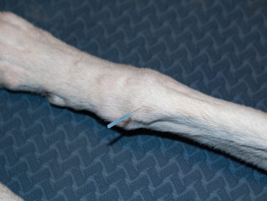 Akupunkturnadel am Lauf eines Hundes