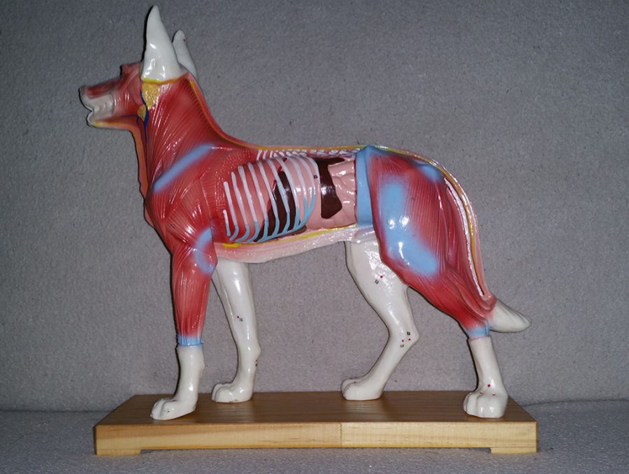 Anatomisches Modell eines Hundes mit Muskulatur und Skelett