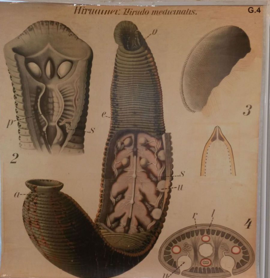 Historische Lehrtafel zur Anatomie des Blutegels