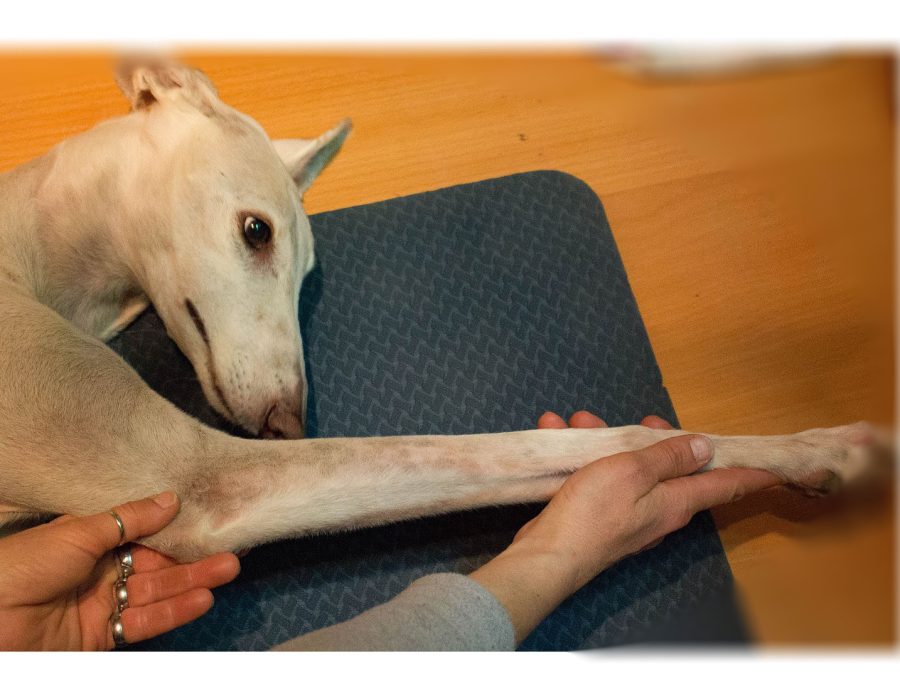 Dehnung der Vordergliedmaße bei einem Windhund