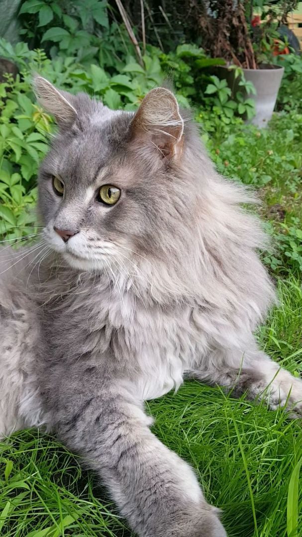 Maine-Coon-Kater Linus im Gras