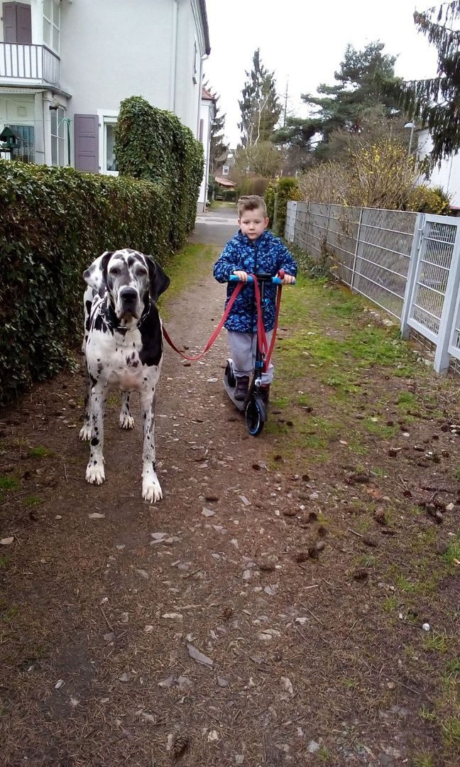 Deutsche Dogge Suki beim Spaziergang