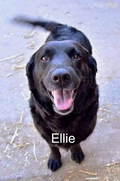 Ellie