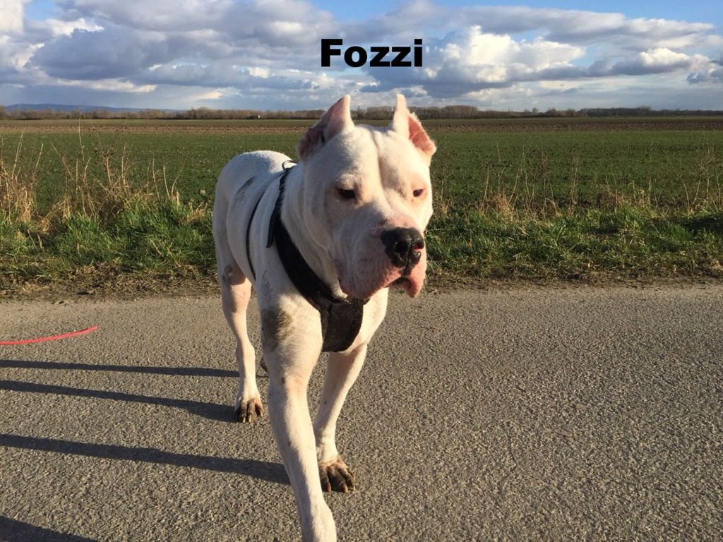 Fozzi