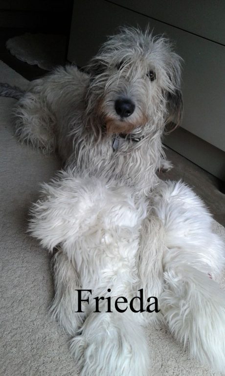 Frieda