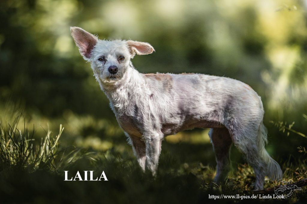 Laila