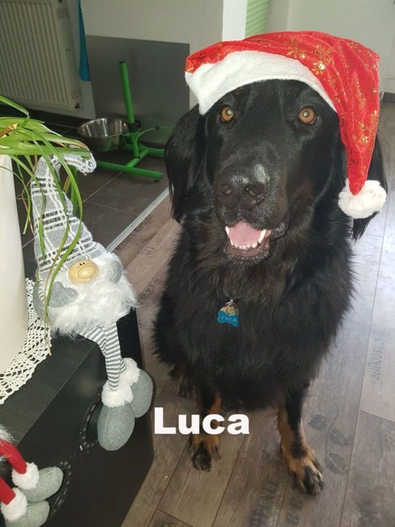 Luca