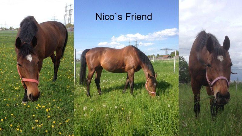 Nico’s Friend