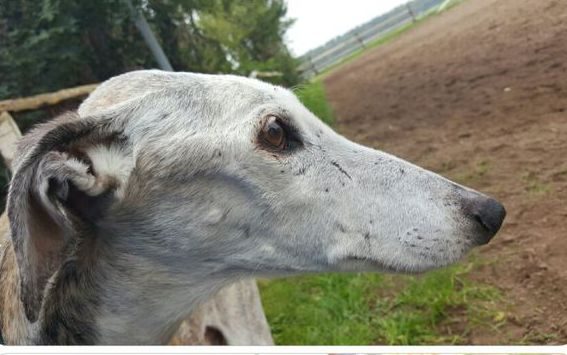 Älterer Windhund mit grauer Schnauze