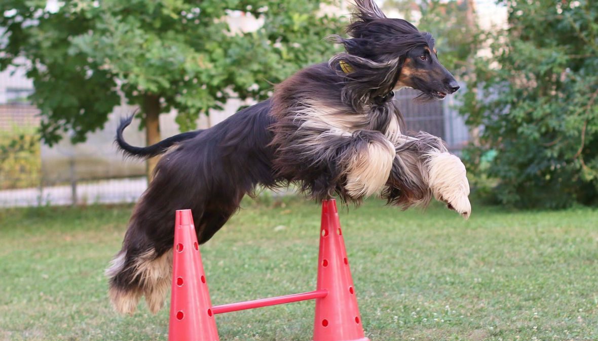 Afghanischer Windhund springt über ein Hindernis