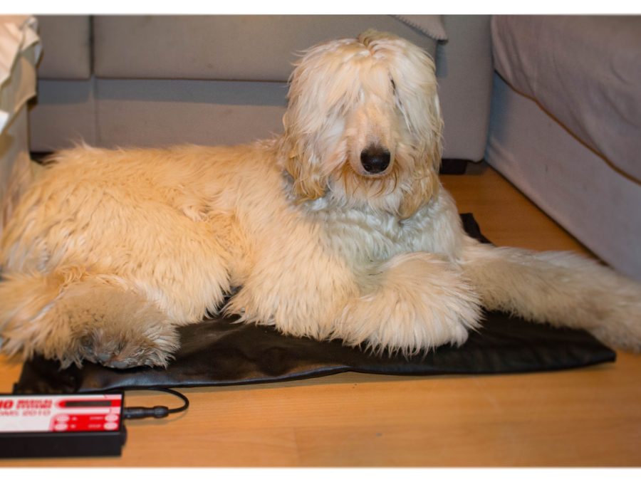 Hund liegt auf einer Magnetfeldmatte