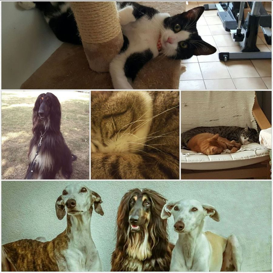 Collage verschiedener Hunde und Katzen