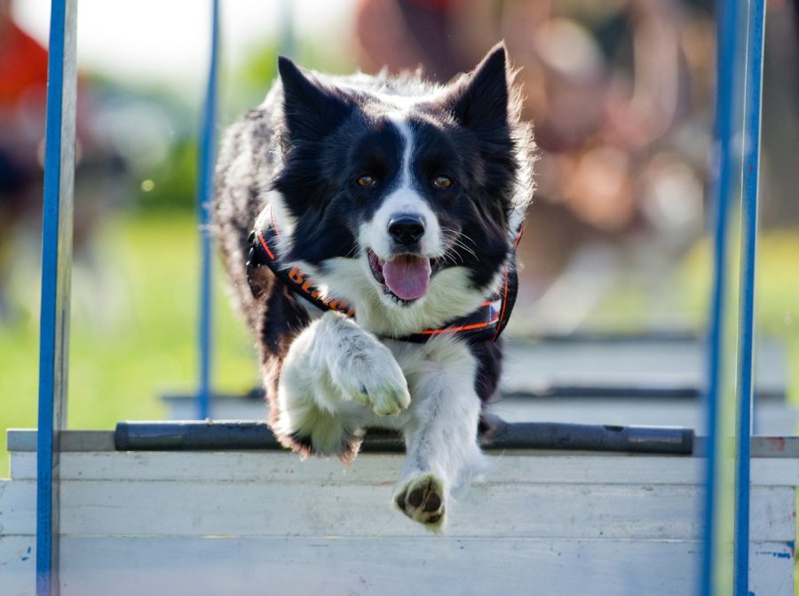 Border Collie springt beim Hundesport über ein Hindernis