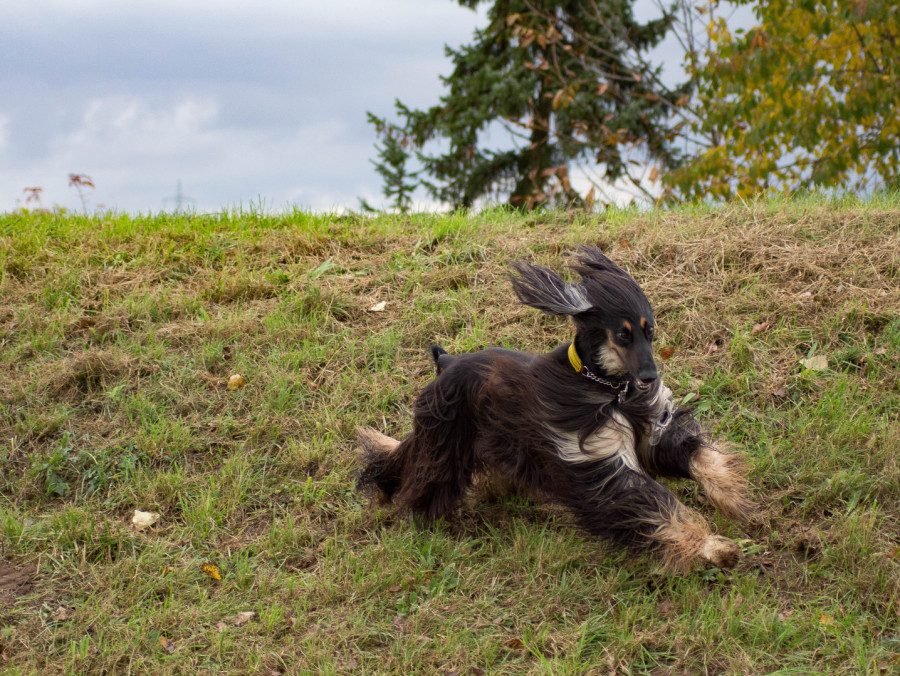Hund rennt über eine Wiese