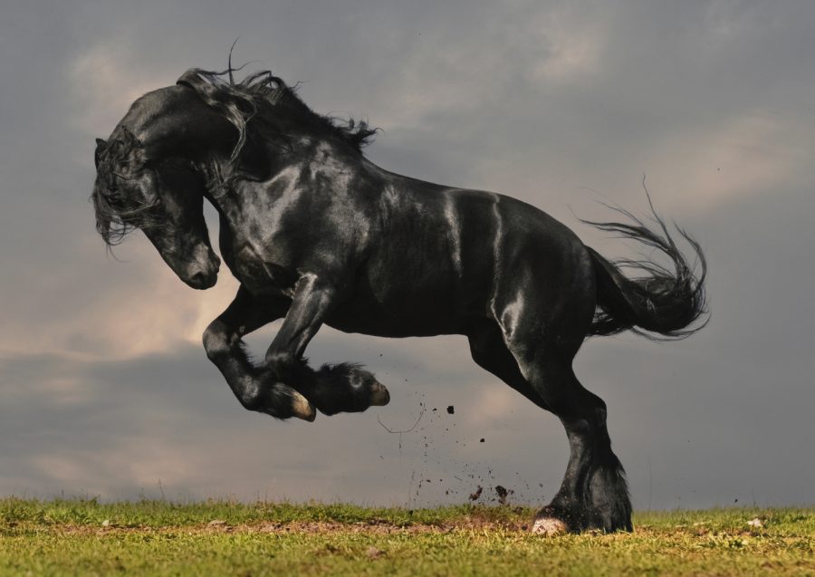 Rappe im Galopp