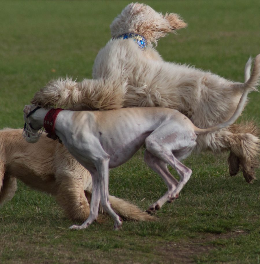 Zwei Windhunde beim Spielen
