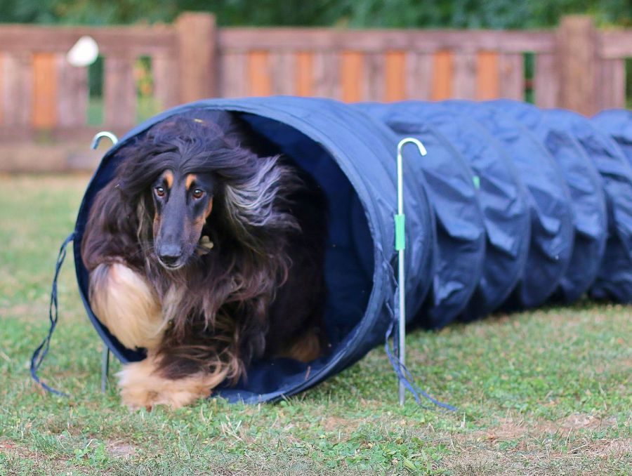 Hund läuft durch einen Agility-Tunnel